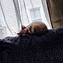 animal, cat, comfort, couch, cozy, curtains, daylight, domestic, feline, fur, home, indoor, peaceful, pet, quiet, relaxed, resting, sleeping, soft_light, window
