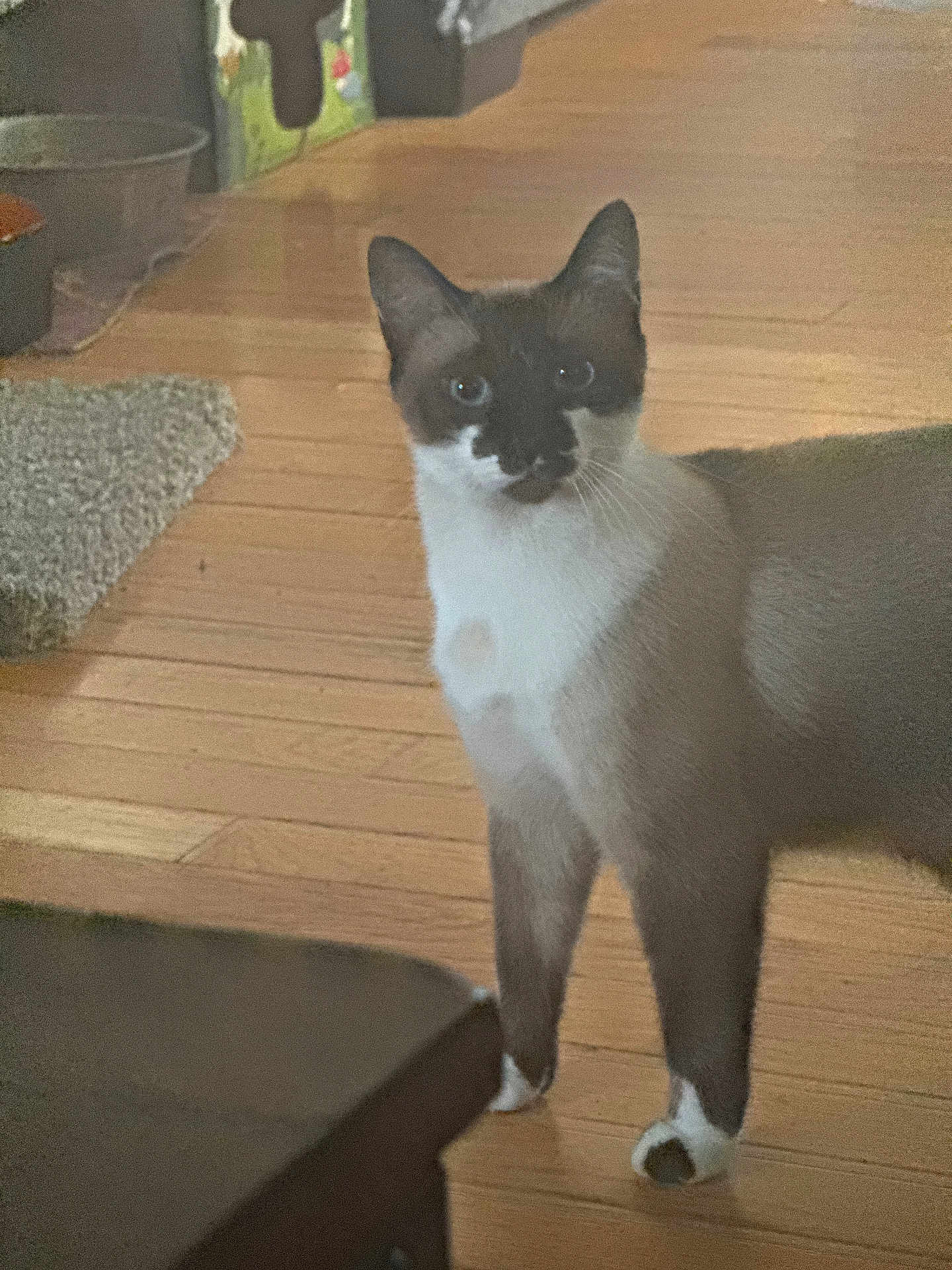 Sven