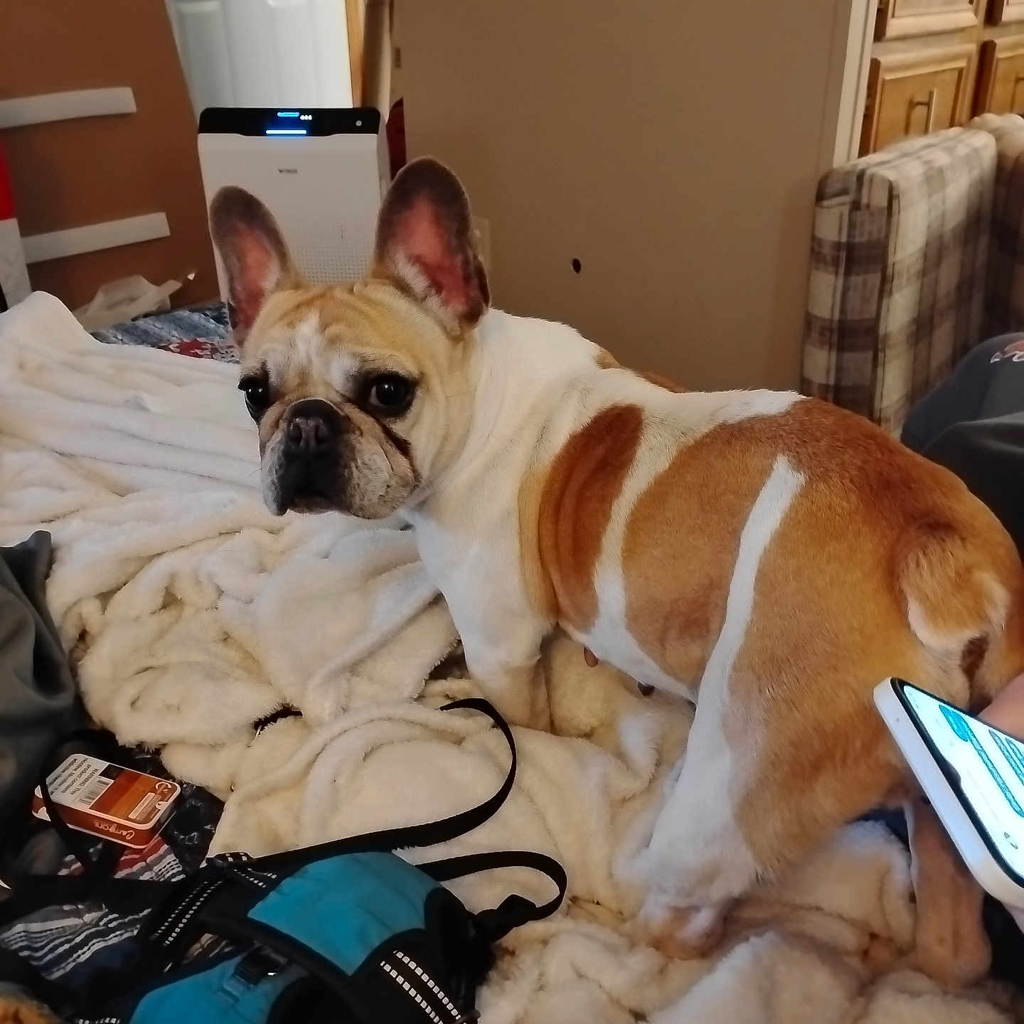 Dolly Madison is registered to the contest to win money with this photo: animal, bed, bedroom, blanket, bulldog, canine, couch, dog, electronics, frenchbulldog, furniture, hound, indoors, mobilephone, pet, phone, pitbull, puppy, room, shelf