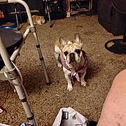 Dolly Madison joined the competition — help win amazing prizes! alert, animal, bandana, brown, carpet, cat, cluttered, curious, dog, dvds, fan, french_bulldog, furniture, indoor, living_room, package, pet, shelf, walker, white