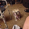 alert, animal, bandana, brown, carpet, cat, cluttered, curious, dog, dvds, fan, french_bulldog, furniture, indoor, living_room, package, pet, shelf, walker, white