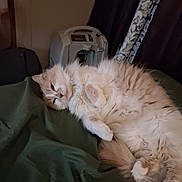 Hopey joined the competition — help win amazing prizes! animal, blanket, cat, cozy, cream, curtain, cute, domestic, feline, fluffy, fur, household, indoor, lying_down, mammal, pet, relaxed, resting, sleepy, white
