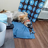 Sheva joined the competition — help win amazing prizes! air_conditioner, blue_cloth, collar, curtain, dog, dog_paws, floor, home, indoor, lying_down, orange_collar, patterned_curtain, pet, relaxed, remote_control, resting, side_table, sleeping, white_wall, wooden_floor