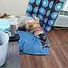 air_conditioner, blue_cloth, collar, curtain, dog, dog_paws, floor, home, indoor, lying_down, orange_collar, patterned_curtain, pet, relaxed, remote_control, resting, side_table, sleeping, white_wall, wooden_floor