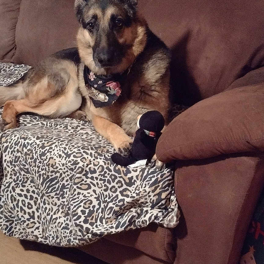 Sheva joined the competition — help win amazing prizes! animal, architecture, armchair, building, canine, chair, couch, cushion, dog, furniture, germanshepherd, homedecor, husky, indoors, interiordesign, livingroom, pet, puppy, room, wood