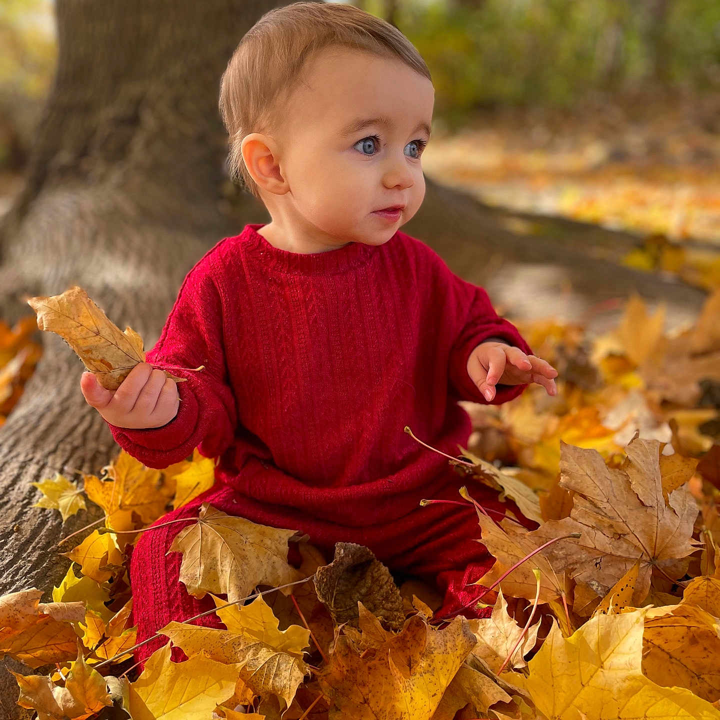 Briella is registered to the contest to win money with this photo: autumn, baby, bodypart, clothing, face, finger, hand, head, knitwear, leaf, maple, mapleleaf, pants, person, photography, plant, portrait, sitting, sweater, tree