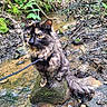 adventure, animal, cat, curious, feline, forest, fur, leaves, moss, nature, outdoor, pet, rock, sitting, stream, tortoiseshell, twigs, water, wildlife, yellow_eyes