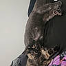 cat, gray_cat, tortoiseshell_cat, sleeping, resting, bed, pillow, blanket, indoor, pet, feline, cozy, relaxed, fur, animal, domestic, cute, companion, two_cats, home