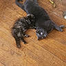 cat, gray_cat, tortoiseshell_cat, wooden_floor, indoor, pet, animal, feline, relaxed, lying_down, flooring, domestic, cozy, companion, fur, two_animals, resting, home, cute, scratches_on_floor