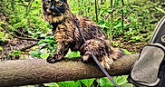 Meeka is registered to the contest to win money with this photo: adventure, animal, backpack, cat, curious, feline, forest, greenery, harness, leash, mammal, nature, outdoor, pet, plants, sitting, tortoiseshell, trees, wildlife, wooden_rail