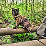 adventure, animal, backpack, cat, curious, feline, forest, greenery, harness, leash, mammal, nature, outdoor, pet, plants, sitting, tortoiseshell, trees, wildlife, wooden_rail