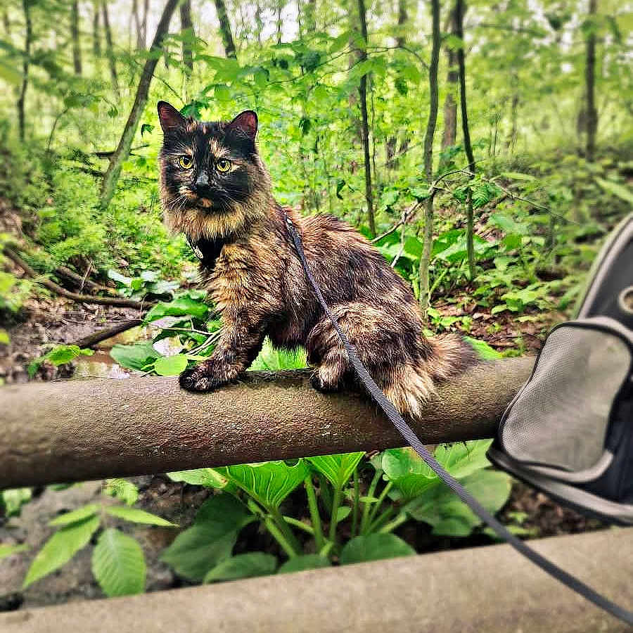 Meeka
