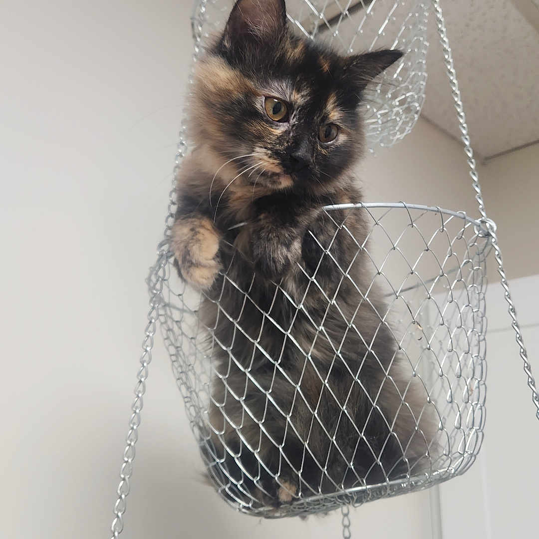 Meeka