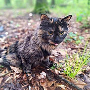 Meeka joined the competition — help win amazing prizes! animal, cat, curious, cute, eyes, forest_floor, fur, greenery, ground, leaves, mammal, nature, outdoor, pet, sitting, tongue, tortoiseshell, twigs, wildlife, woodland
