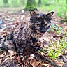 animal, cat, curious, cute, eyes, forest_floor, fur, greenery, ground, leaves, mammal, nature, outdoor, pet, sitting, tongue, tortoiseshell, twigs, wildlife, woodland