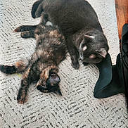 Meeka joined the competition — help win amazing prizes! cat, gray_cat, tortoiseshell_cat, carpet, floor, toy, brush, stretching, resting, indoor, pet, feline, sleeping, cozy, relaxed, black_object, wood_floor, home, animal, cute