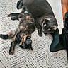 cat, gray_cat, tortoiseshell_cat, carpet, floor, toy, brush, stretching, resting, indoor, pet, feline, sleeping, cozy, relaxed, black_object, wood_floor, home, animal, cute