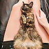 animal, black_shorts, cat, comfort, cozy, cute, feline, furry, green_shirt, human_hand, indoor, lap, leather_couch, legs, pet, relaxed, resting, sitting, sleeping, tortoiseshell