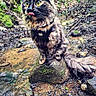 adventure, animal, cat, cute, forest, fur, harness, leaf, moss, nature, outdoor, pet, playful, rock, stream, tongue_out, tortoiseshell, twig, water, wildlife