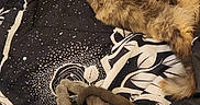 Meeka joined the competition — help win amazing prizes! cat, cats, sleeping, bed, blanket, fur, cozy, resting, indoor, animal, pet, cute, pattern, black, white, brown, gray, feline, soft, relaxation