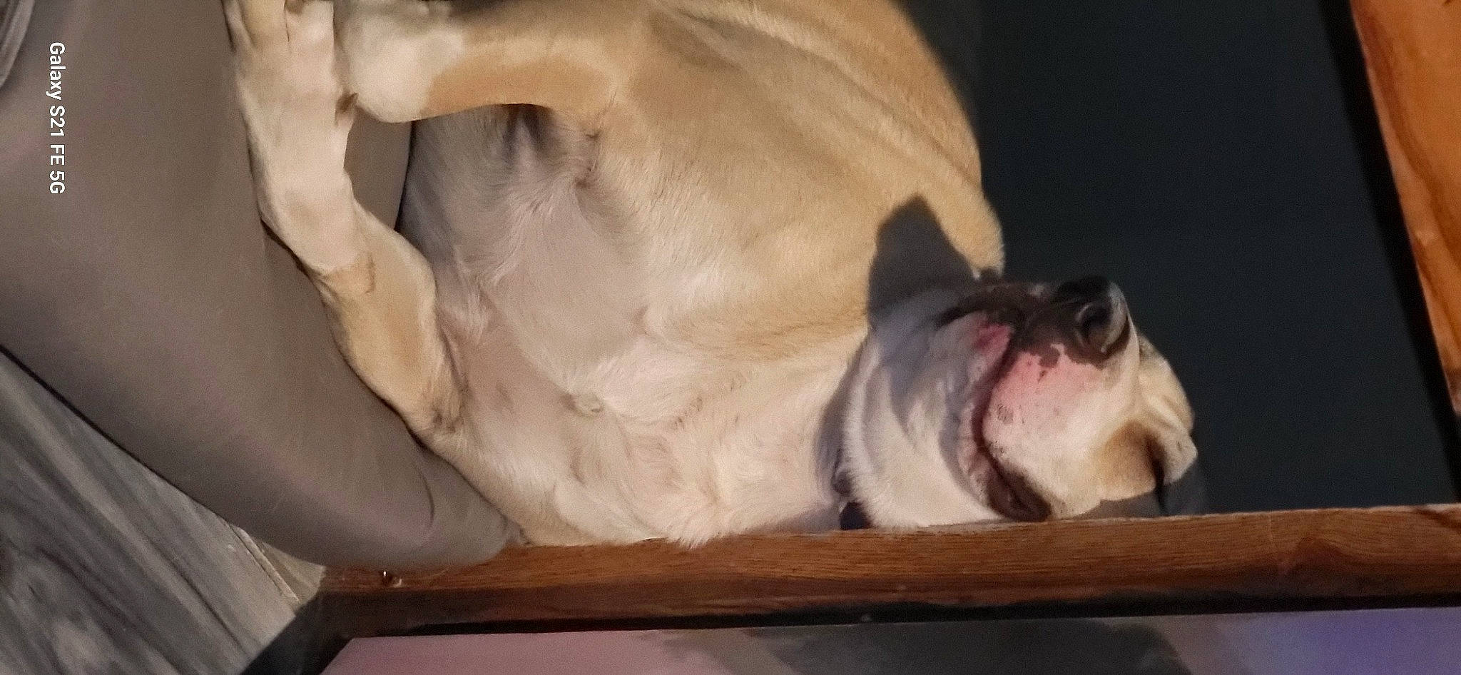 Benjamin joined the competition — help win amazing prizes! bulldog, canidae, carnivore, comfort, companion_dog, dog, dog_breed, ear, fawn, fur, jaw, molosser, non_sporting_group, snout, sporting_group, terrestrial_animal, whiskers, white_english_bulldog, working_animal, wrinkle