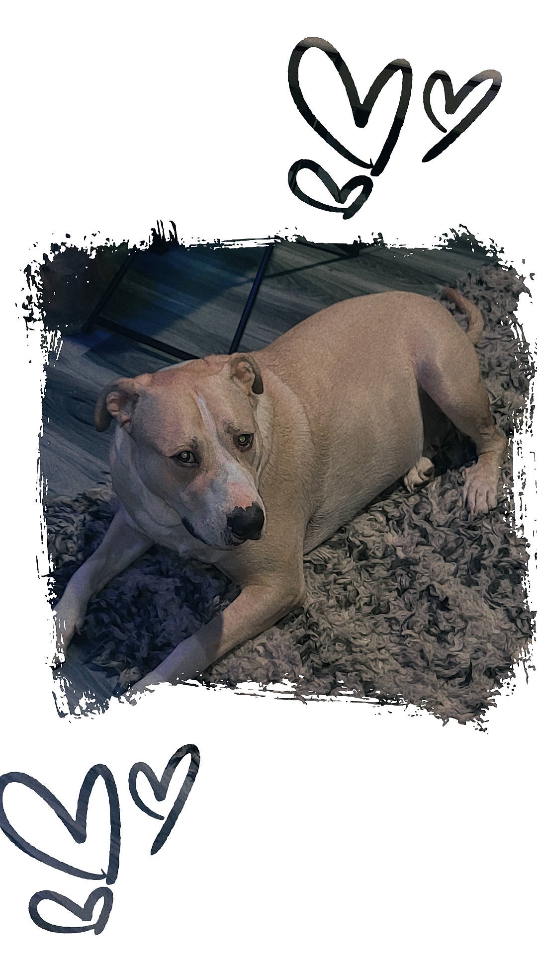 Benjamin joined the competition — help win amazing prizes! canidae, carnivore, collar, companion_dog, dog, dog_breed, dog_supply, fawn, font, logo, pet_supply, photo_caption, poster, rectangle, snout, sporting_group, stock_photography, terrestrial_animal, wildlife, working_animal