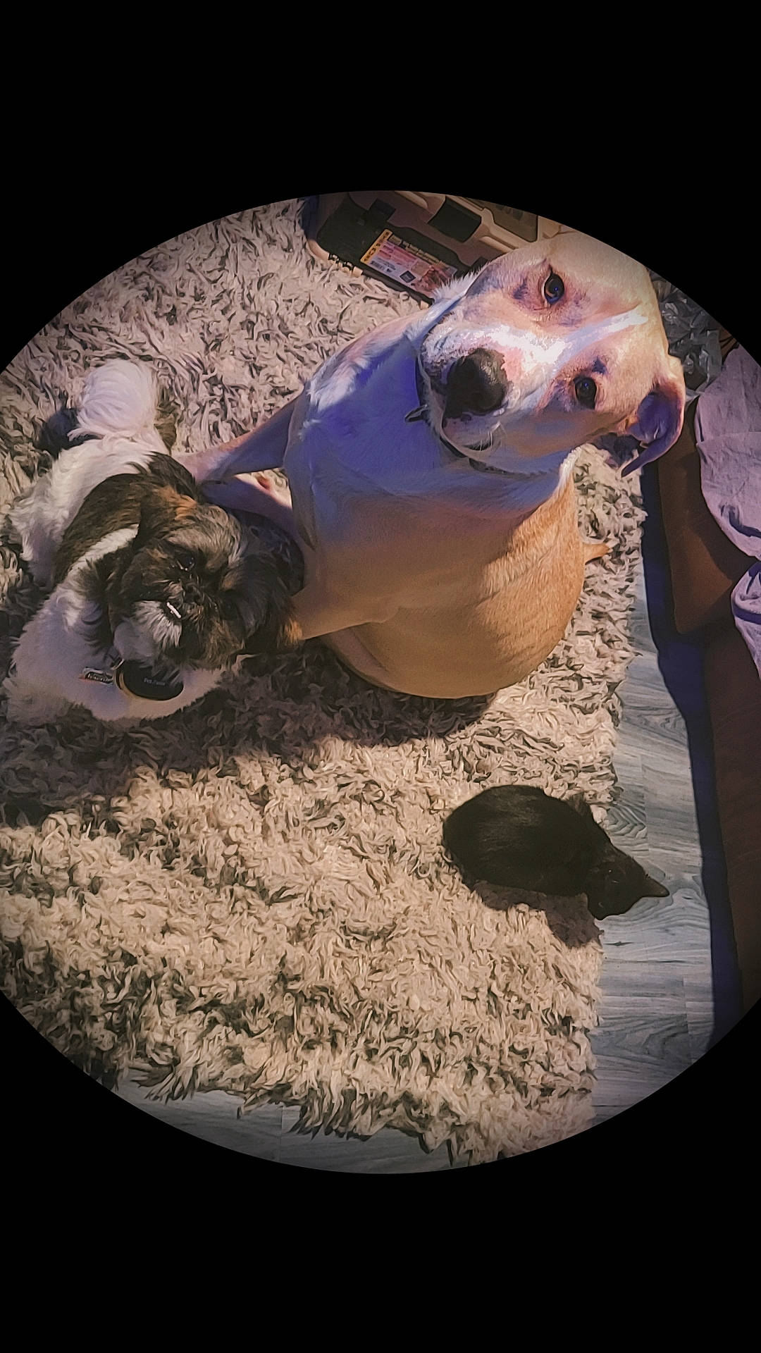 Benjamin is registered to the contest to win money with this photo: art, artifact, bone, canidae, carnivore, circle, companion_dog, dog, dog_breed, dog_supply, eyewear, non_sporting_group, personal_protective_equipment, pet_supply, snout, sporting_group, still_life_photography, visual_arts, whiskers, working_animal