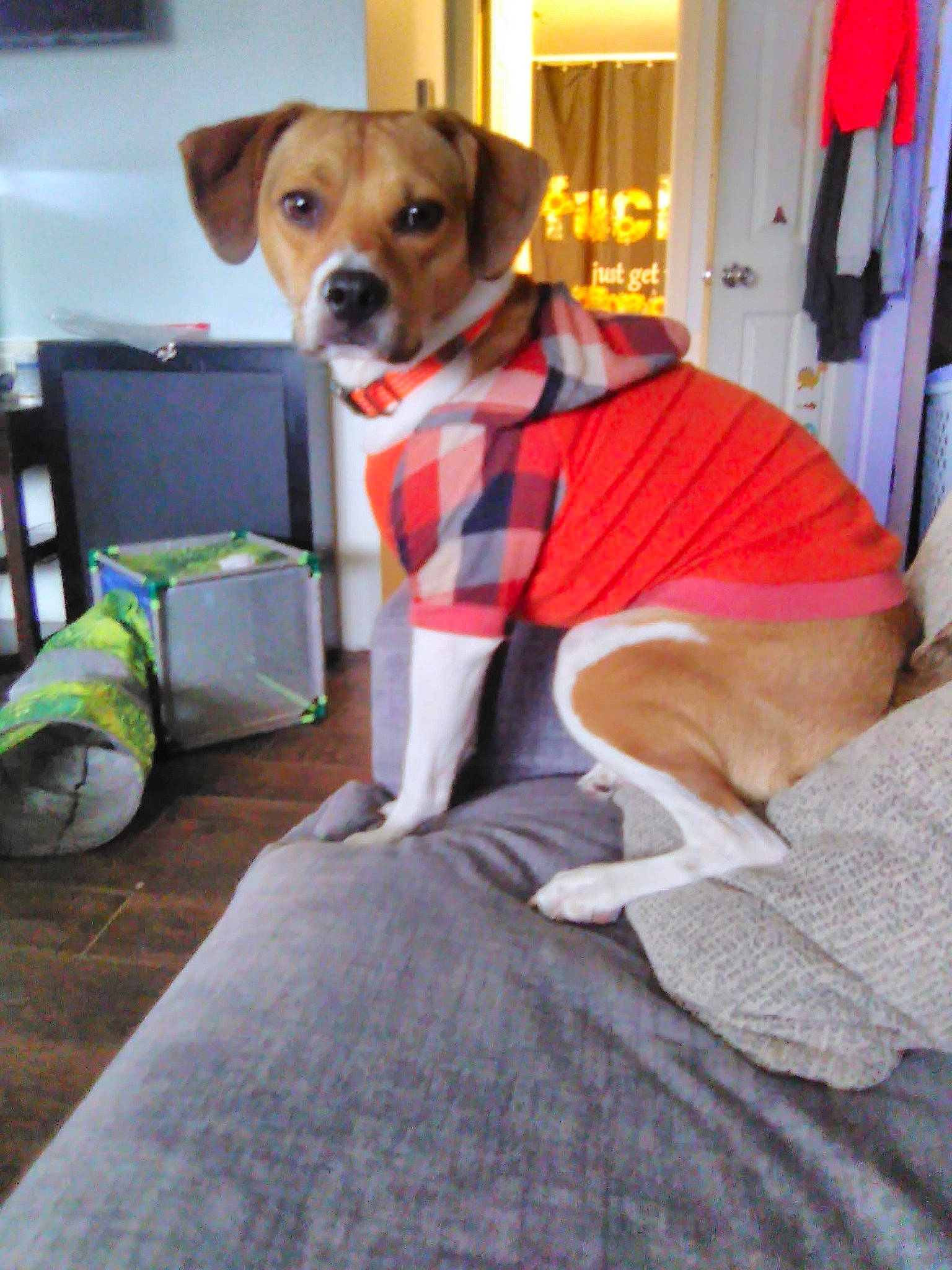 Brodi joined the competition — help win amazing prizes! bag, canidae, carnivore, collar, comfort, companion_dog, dog, dog_breed, dog_clothes, dog_collar, dog_supply, fawn, flooring, hardwood, leash, orange, pet_supply, snout, sporting_group, working_animal