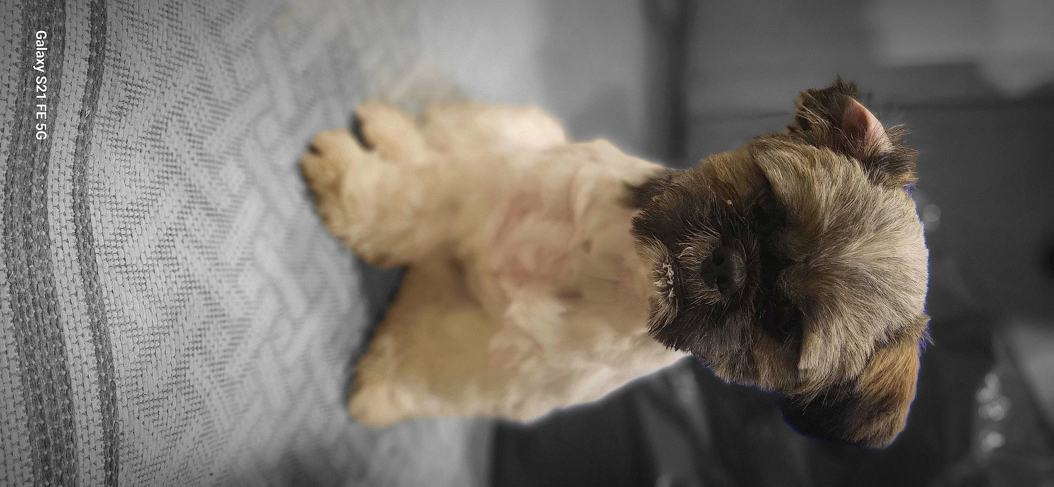 Finley is registered to the contest to win money with this photo: canidae, carnivore, companion_dog, dog_breed, fawn, felidae, fur, mammal, paw, small_terrier, small_to_medium_sized_cats, snout, sporting_group, tail, terrier, toy, toy_dog, vertebrate, whiskers, woven_fabric