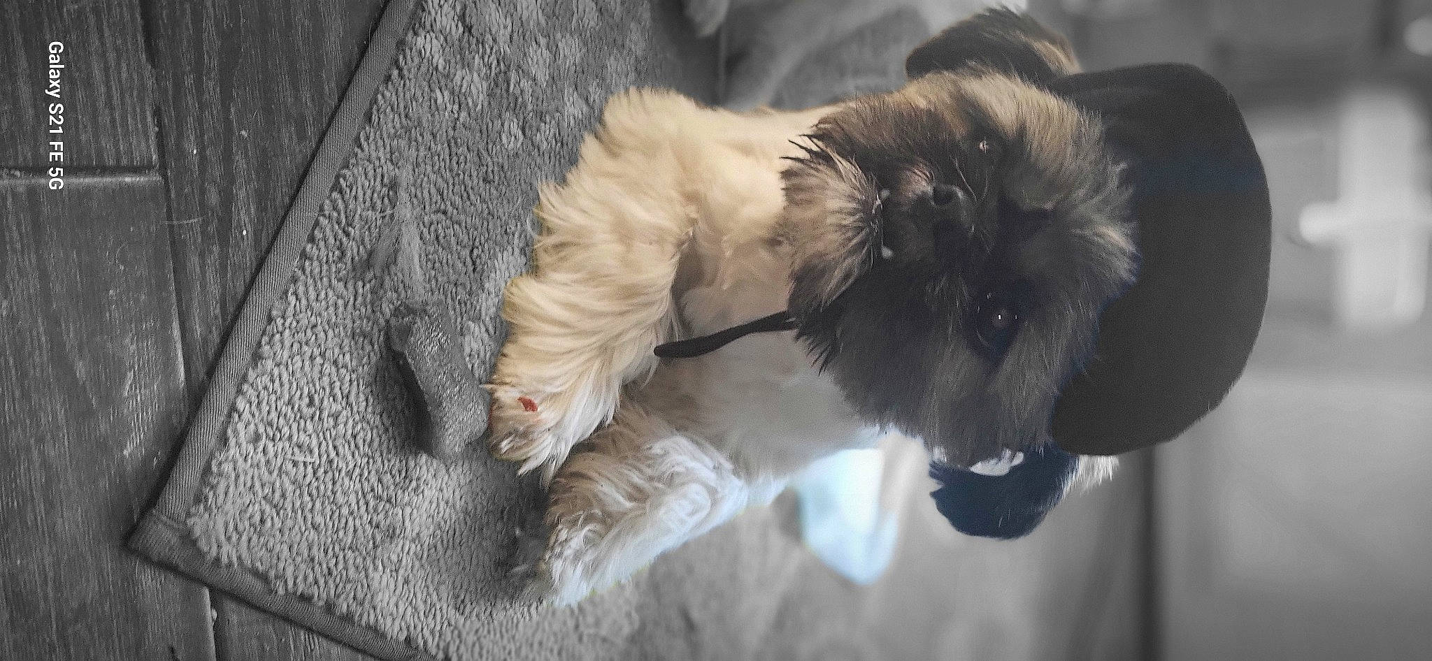 Finley is registered to the contest to win money with this photo: canidae, carnivore, cat, claw, companion_dog, dog_breed, fawn, felidae, fur, liver, paw, small_to_medium_sized_cats, sporting_group, tail, toy_dog, whiskers, wood, working_animal