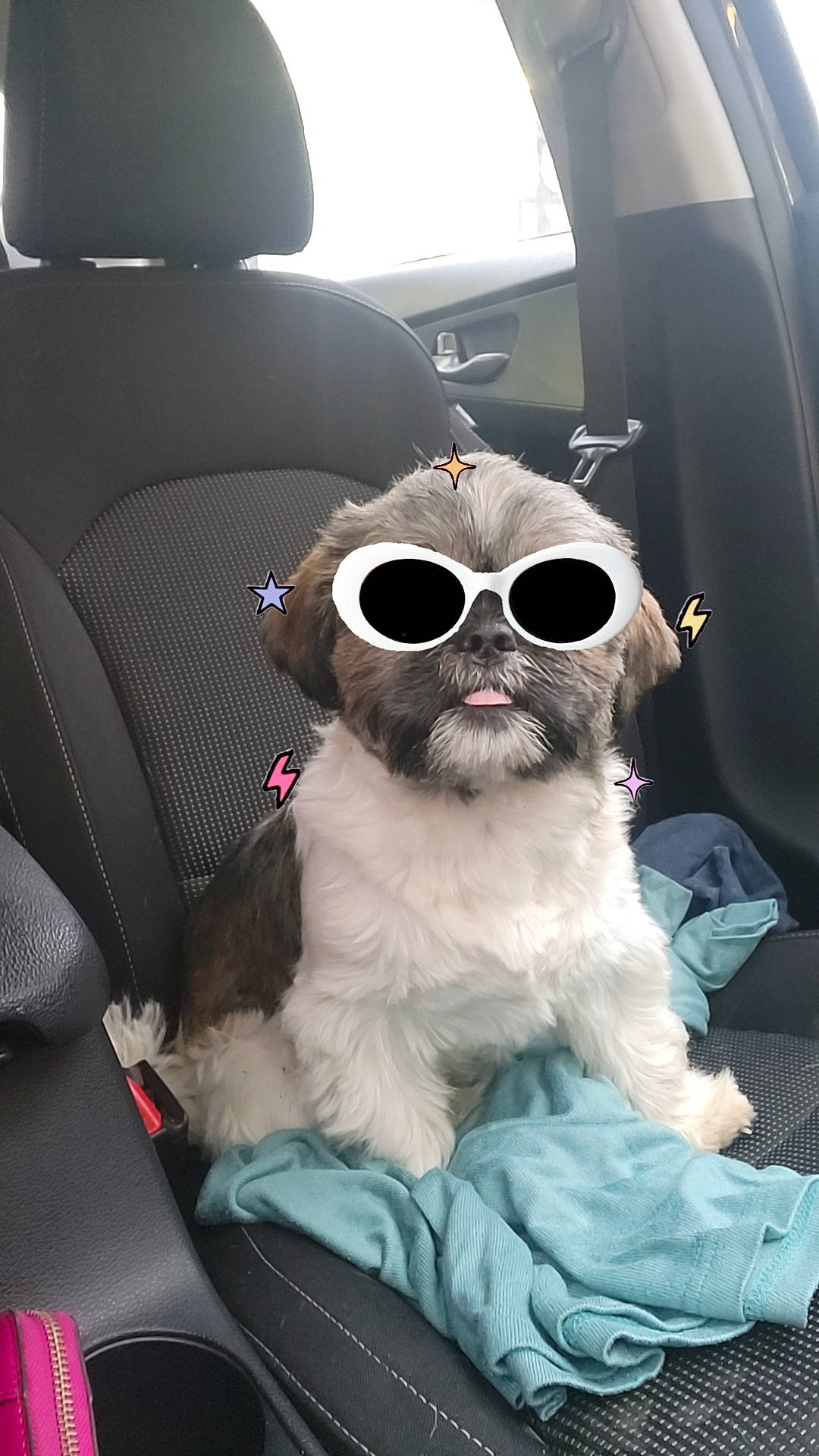 Finley joined the competition — help win amazing prizes! automotive_design, beard, car, car_seat_cover, carnivore, companion_dog, dog, dog_breed, eyewear, glasses, goggles, hat, head, head_restraint, motor_vehicle, seat_belt, sunglasses, vehicle_door, vision_care, white
