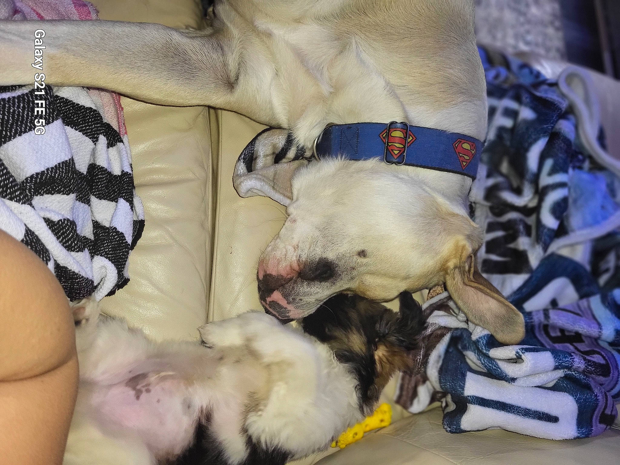 Finley joined the competition — help win amazing prizes! canidae, carnivore, claw, comfort, companion_dog, dog, dog_breed, fawn, felidae, ferret, fur, nap, paw, puppy, snout, sporting_group, terrestrial_animal, toy_dog, whiskers, working_animal