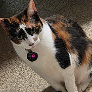 Unicorn is registered to the contest to win money with this photo: cat, calico, pet, animal, fur, green_eyes, collar, tag, floor, texture, sitting, whiskers, indoor, curious, feline, closeup, portrait, domestic_cat, mammal, paw