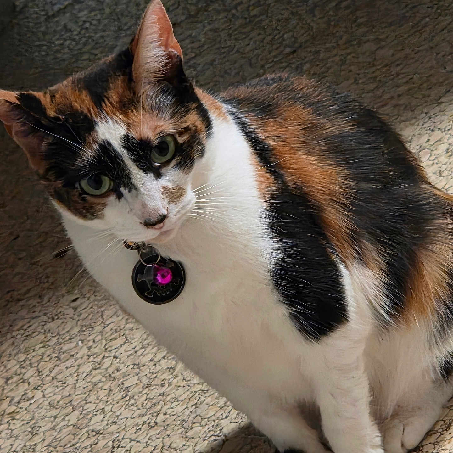 Unicorn is registered to the contest to win money with this photo: animal, calico, cat, closeup, collar, curious, domestic_cat, feline, floor, fur, green_eyes, indoor, mammal, paw, pet, portrait, sitting, tag, texture, whiskers