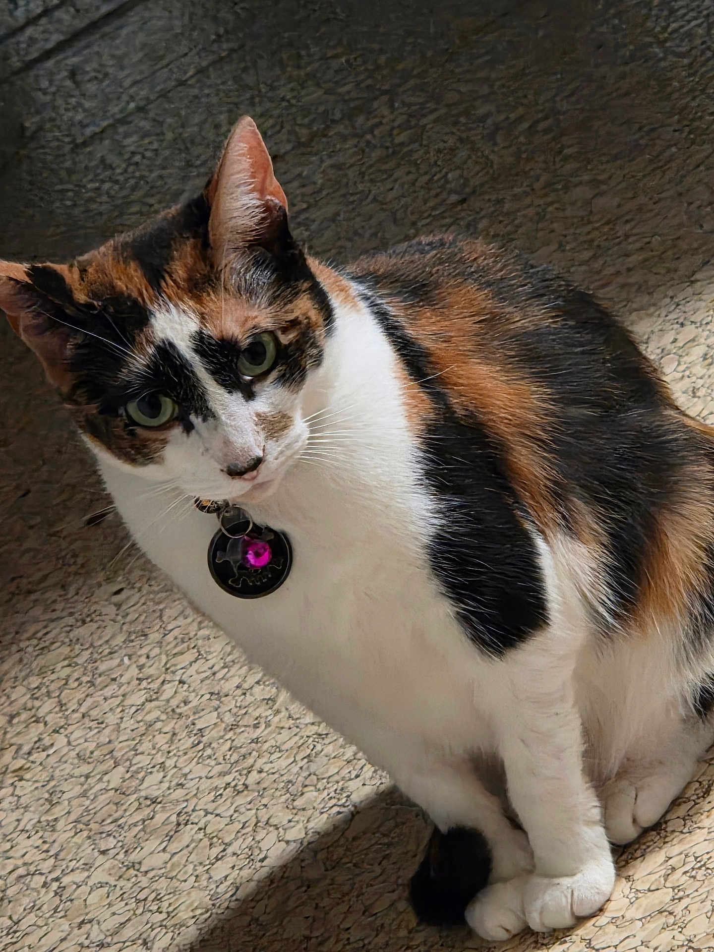 Unicorn is registered to the contest to win money with this photo: cat, calico, pet, animal, fur, green_eyes, collar, tag, floor, texture, sitting, whiskers, indoor, curious, feline, closeup, portrait, domestic_cat, mammal, paw