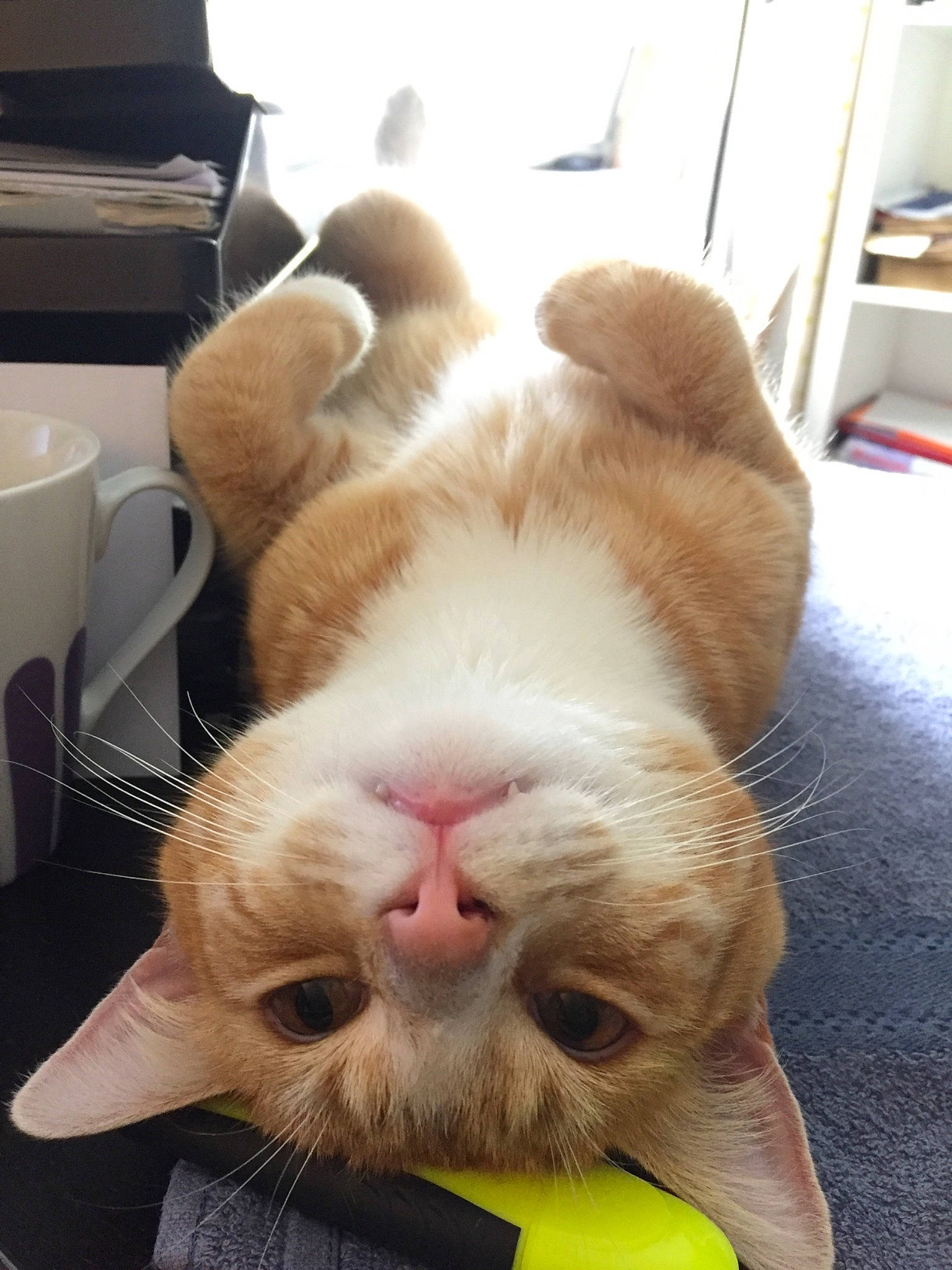 Tictac participe au concours pour gagner de l'argent avec cette photo : carnivore, cat, ear, fawn, felidae, fur, nap, nose, paw, photography, sleep, small_to_medium_sized_cats, snout, whiskers