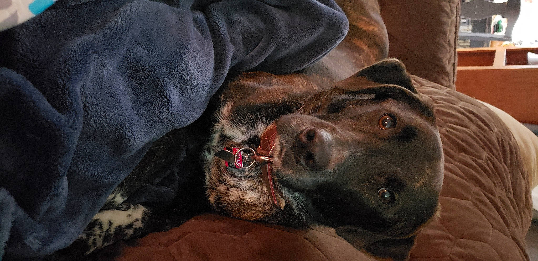 Maisy is registered to the contest to win money with this photo: borador, canidae, carnivore, comfort, companion_dog, dog, dog_breed, ear, fawn, fur, grey, gun_dog, liver, pointing_breed, retriever, snout, spaniel, sporting_group, whiskers, working_animal