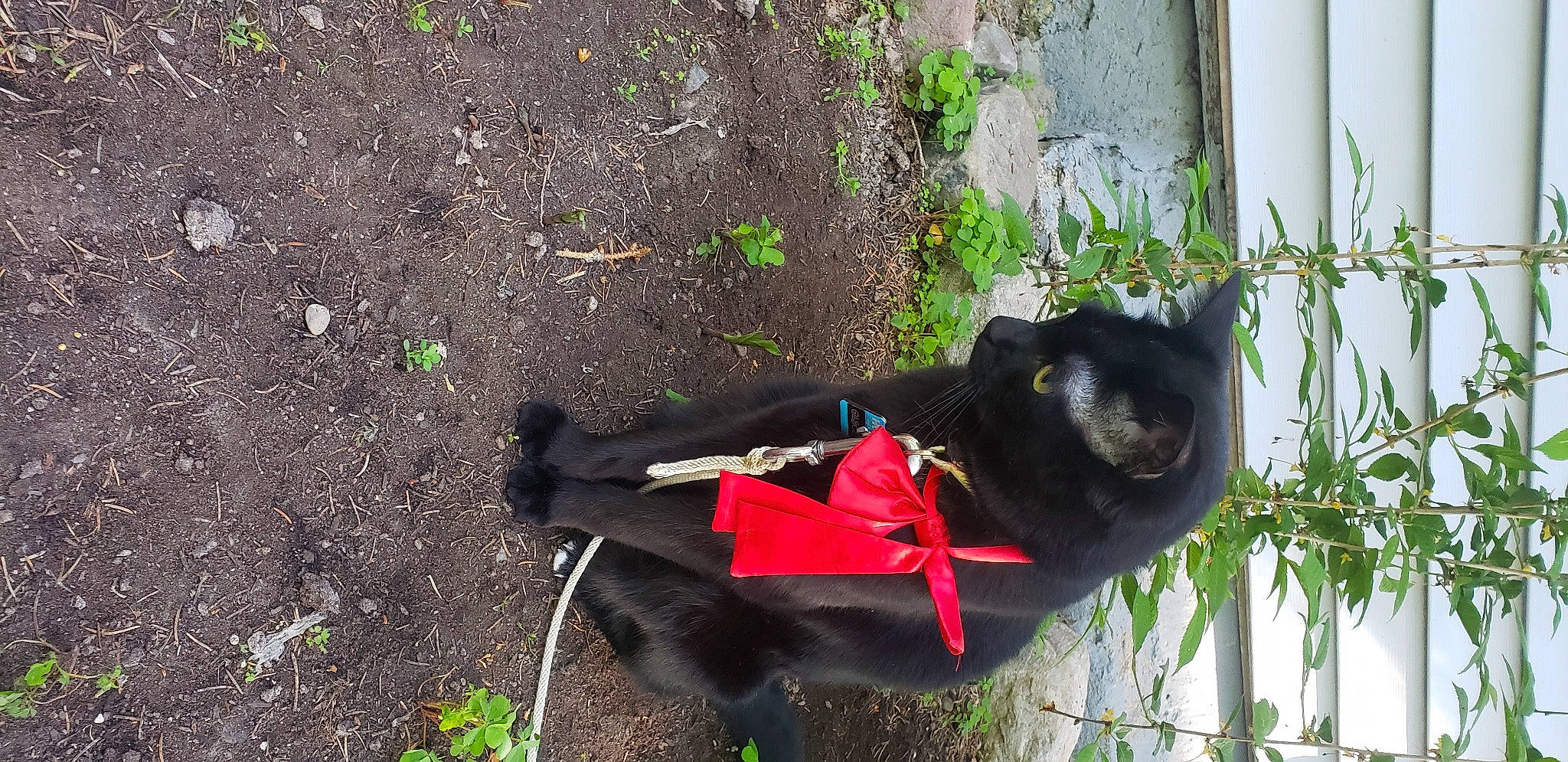 Gilbert is registered to the contest to win money with this photo: black_cat, bombay, carnivore, cat, collar, dog_breed, domestic_short_haired_cat, felidae, fur, grass, organism, plant, road_surface, small_to_medium_sized_cats, snout, soil, sporting_group, tail, tree, whiskers