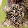 Bella a rejoint le concours — aidez-le/la à gagner de superbes lots ! cat, tabby, close_up, fluffy, green_eyes, whiskers, fur, outdoor, nature, animal, pet, portrait, head, mammal, cute, feline, wildlife, domestic_animal, whisker, ears