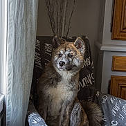 Laika participe au concours pour gagner de l'argent avec cette photo : dog, indoor, chair, blanket, curtain, window, wooden_furniture, fur, pet, sitting, calm, decor, brown_fur, white_fur, black_fur, thoughtful, cozy, animal, portrait, houseplant
