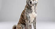Laika participe au concours pour gagner de l'argent avec cette photo : dog, brindle, sitting, pet, canine, fur, studio, portrait, calm, animal, domestic, paw, ears, tail, whiskers, expression, isolated, background, mammal, indoor