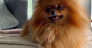 Mia Mio participe au concours pour gagner de l'argent avec cette photo : blanket, cushion, cute, dog, fluffy, furniture, indoors, living_room, long_hair, natural_light, open_mouth, orange, ottoman, pet, pomeranian, portrait, sitting, small_dog, smiling, window
