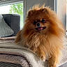 blanket, cushion, cute, dog, fluffy, furniture, indoors, living_room, long_hair, natural_light, open_mouth, orange, ottoman, pet, pomeranian, portrait, sitting, small_dog, smiling, window