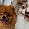 Mia Mio a rejoint le concours — aidez-le/la à gagner de superbes lots ! adorable, animal_portrait, blue_eyes, brown_fur, close_up, companions, dogs, fluffy, happy, indoors, long_hair, pet, playful, pomeranian, portrait, puppies, small_dogs, smiling, tongue_out, white_fur
