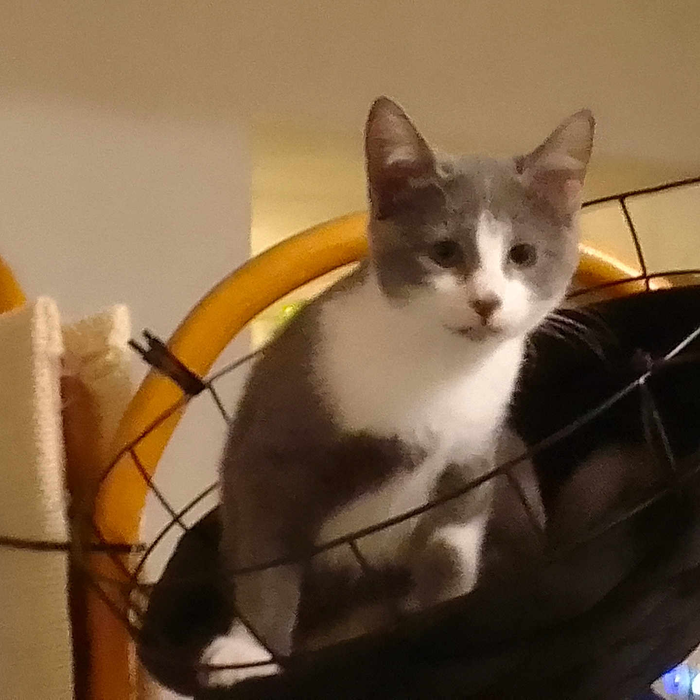 Voilette participe au concours pour gagner de l'argent avec cette photo : abyssinian, accessories, angora, animal, armchair, bag, basket, bed, blackcat, cat, chair, crib, furniture, handbag, infantbed, kitten, manx, pet, siamese, wood