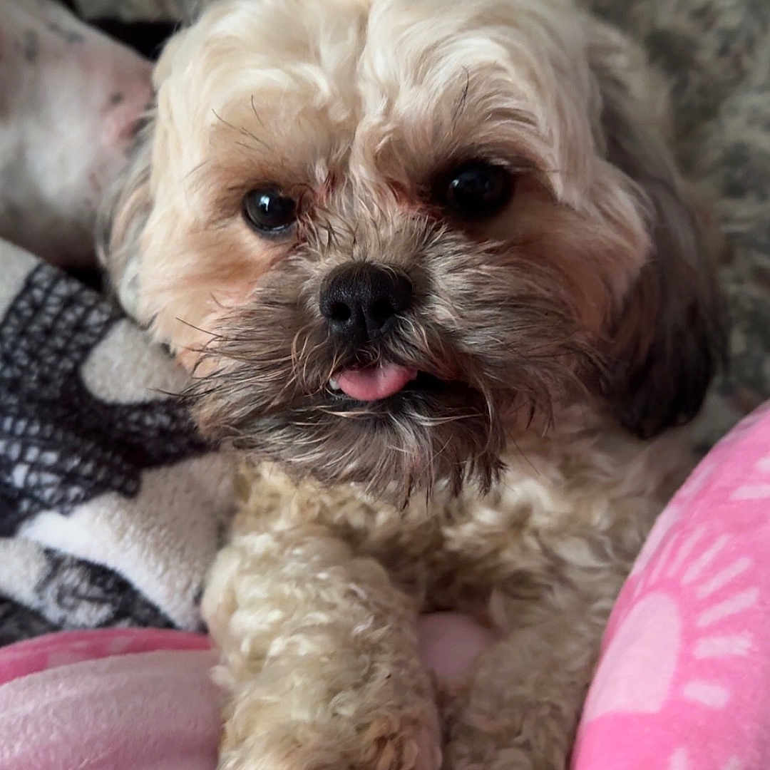 Pebbles is registered to the contest to win money with this photo: affenpinscher, animal, bodypart, canine, couch, cushion, dog, face, furniture, head, homedecor, mouth, person, pet, photography, pig, poodle, puppy, terrier, whitedog