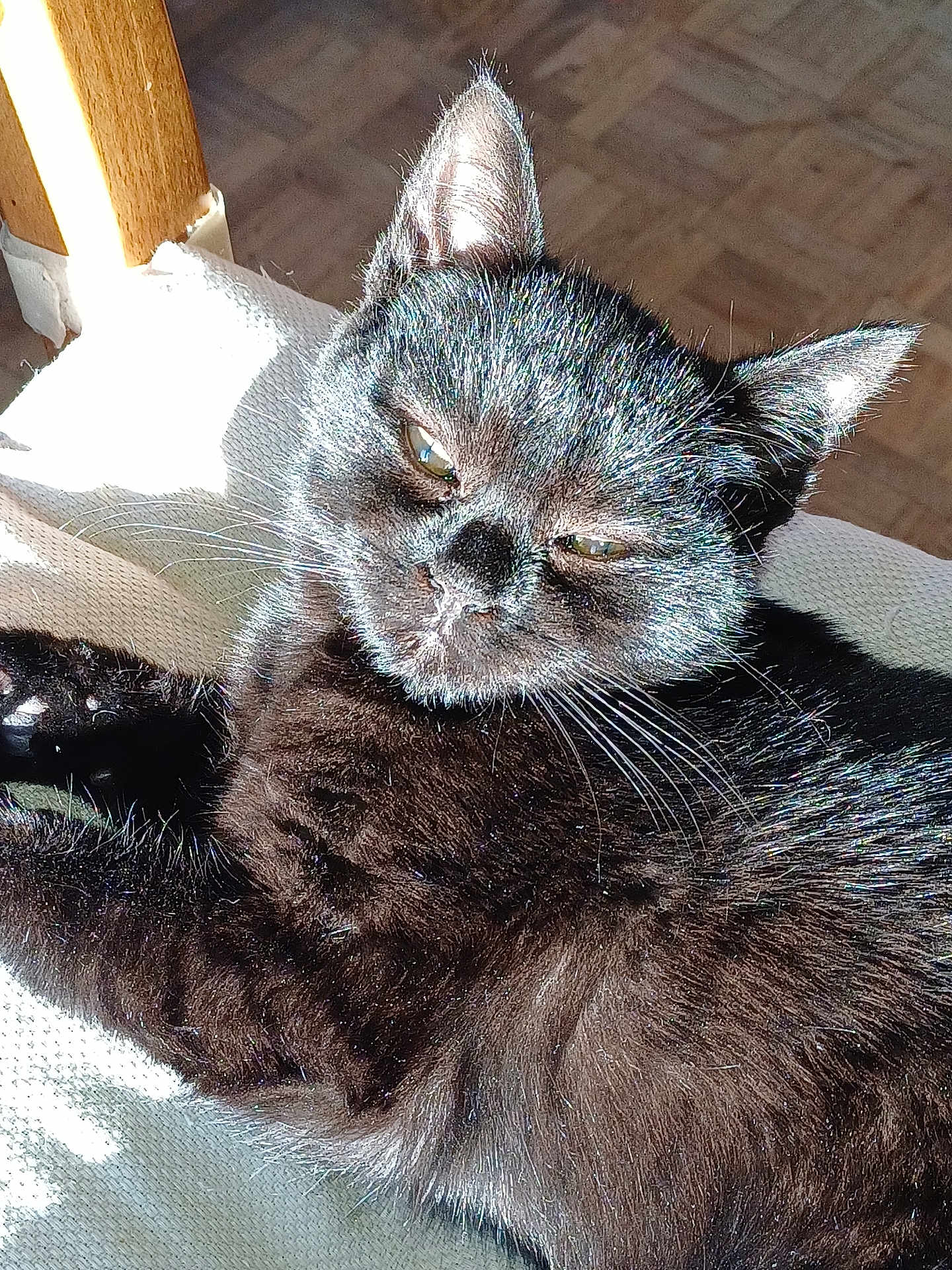 Hera a rejoint le concours — aidez-le/la à gagner de superbes lots ! cat, black_cat, pet, animal, fur, whiskers, ear, sleepy, sunlight, chair, indoor, cozy, relaxed, closeup, feline, resting, cute, domestic_animal, soft, comfort