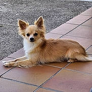 Shadow a rejoint le concours — aidez-le/la à gagner de superbes lots ! dog, animal, pet, canine, fur, ears, laying, floor, tile, outdoor, calm, portrait, cute, small_dog, paws, looking, light_brown, quiet, resting, companion