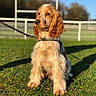 dog, golden_retriever, leash, grass, outdoor, sunlight, fence, blue_sky, pet, canine, animal, sitting, daylight, nature, portrait, fur, domestic_animal, field, calm, park