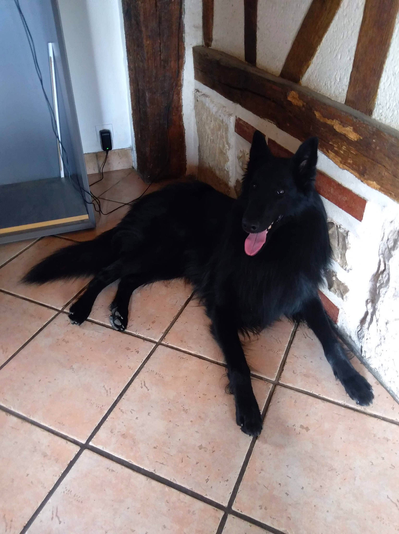 Nash participe au concours pour gagner de l'argent avec cette photo : borador, canidae, carmine, carnivore, companion_dog, dog, dog_breed, felidae, floor, flooring, fur, hardwood, liver, shadow, small_to_medium_sized_cats, snout, sporting_group, tail, tints_and_shades, wood